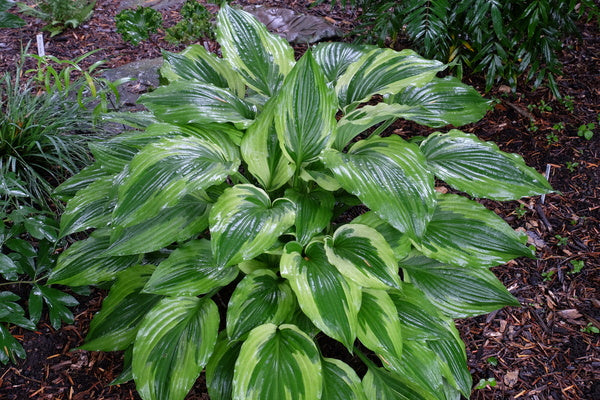 Image of Hosta 'Christmas Eve' taken at H. Hansen Gdn, MI by JLBG