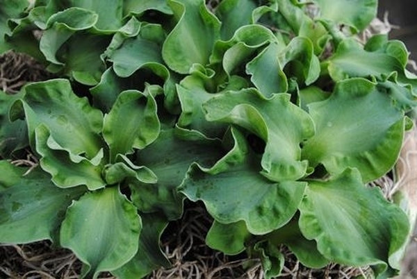 Image of Hosta 'Church Mouse' taken at Walters Gardens, MI by H. Hansen