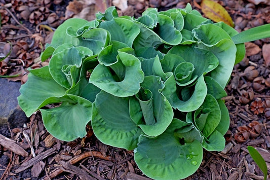 Image of Hosta 'Church Mouse' taken at Juniper Level Botanic Gdn, NC by JLBG