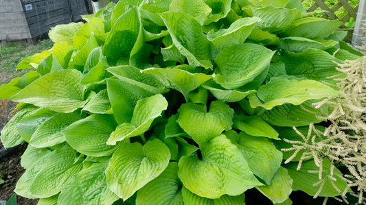 Image of Hosta 'Coast to Coast' PP 26,469 taken at Walters Gardens, MI by JLBG