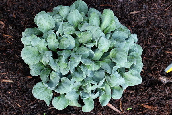 Image of Hosta 'Crazy Mouse' taken at Juniper Level Botanic Gdn, NC by JLBG