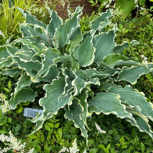 Image of Hosta 'Dancing in the Moonlight' PP 35,175 taken at Walters Gardens, MI by Walters Gardens