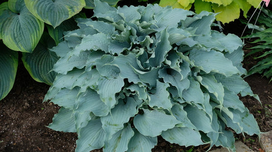 Image of Hosta 'Dancing with Dragons' PP 32,040 taken at Walters Gardens, MI by T. Avent
