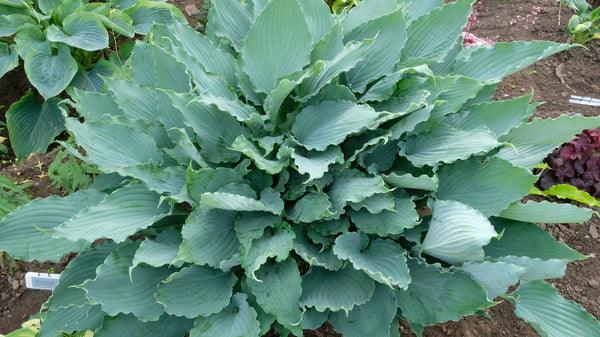 Image of Hosta 'Deep Sea Dive' taken at Walters Gardens, MI by JLBG