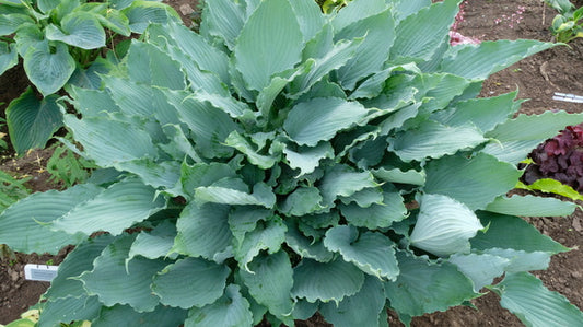 Image of Hosta 'Deep Sea Dive' taken at Walters Gardens, MI by JLBG