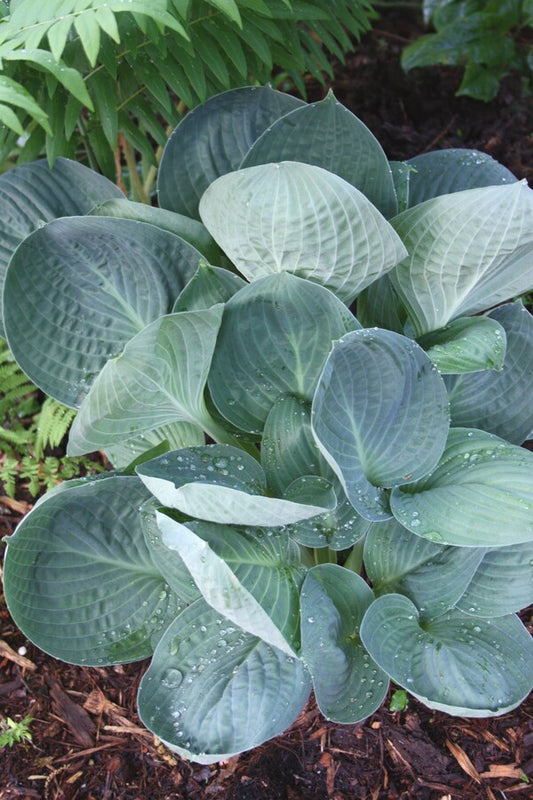 Image of Hosta 'Dixie Cups' taken at Juniper Level Botanic Gdn, NC by jl
