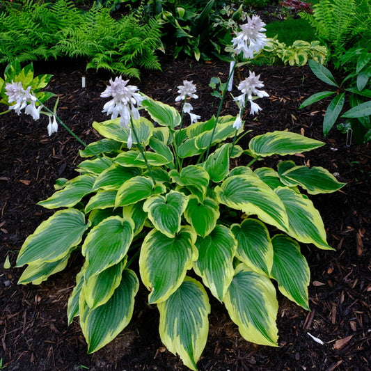 Image of Hosta 'Drop-dead Gorgeous' PP 33,318 taken at Juniper Level Botanic Gdn, NC by JLBG