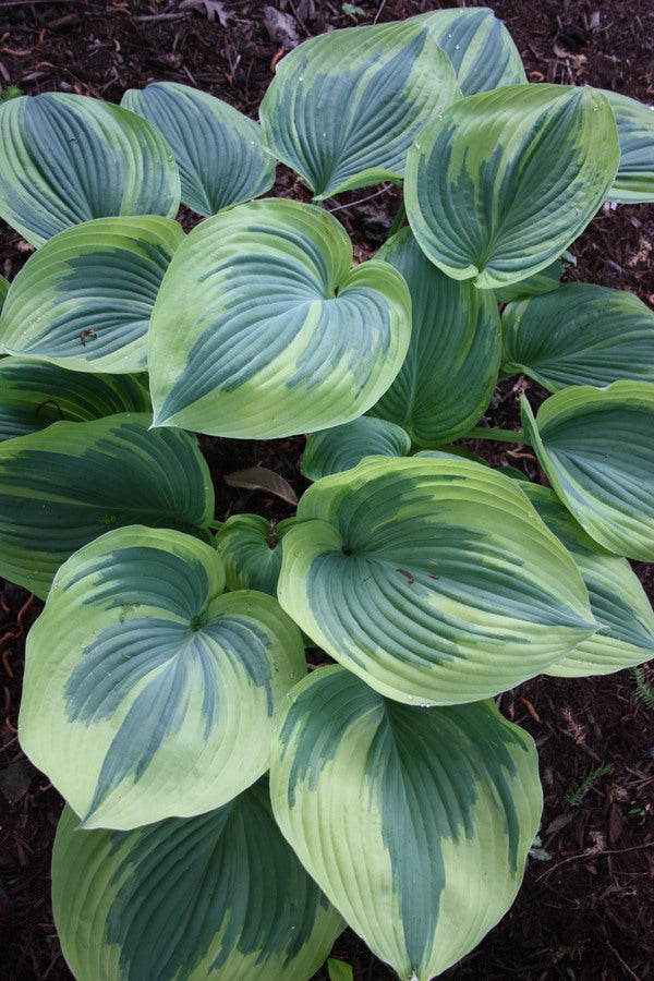 Image of Hosta 'Earth Angel' taken at Juniper Level Botanic Gdn, NC by JLBG