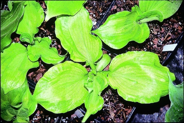 Image of Hosta 'Embroidery' taken at Juniper Level Botanic Gdn, NC by JLBG