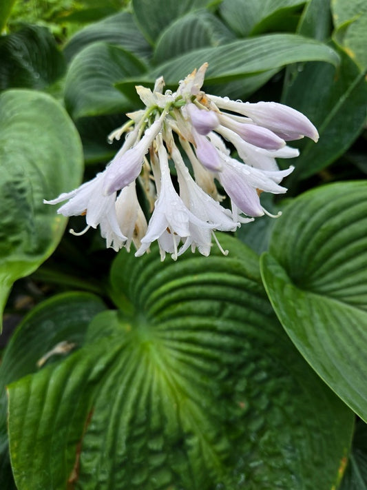 Image of Hosta 'Essence of Summer' taken at Juniper Level Botanic Gdn, NC by JLBG