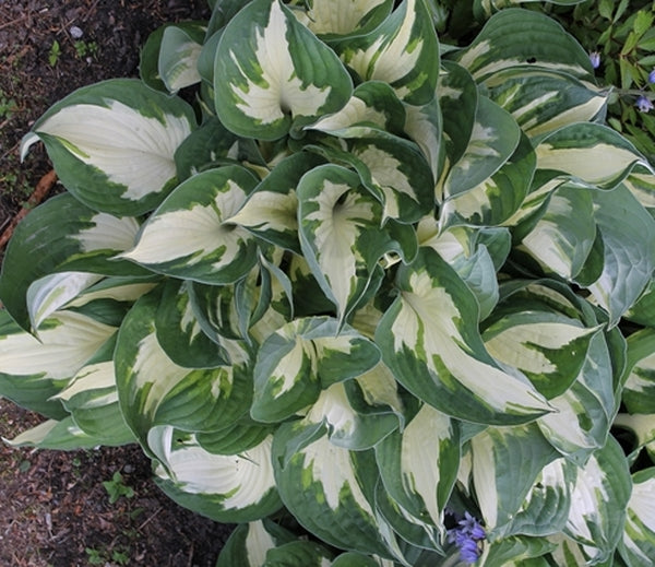 Image of Hosta 'Fire and Ice' taken at Goteborg BG, Sweden