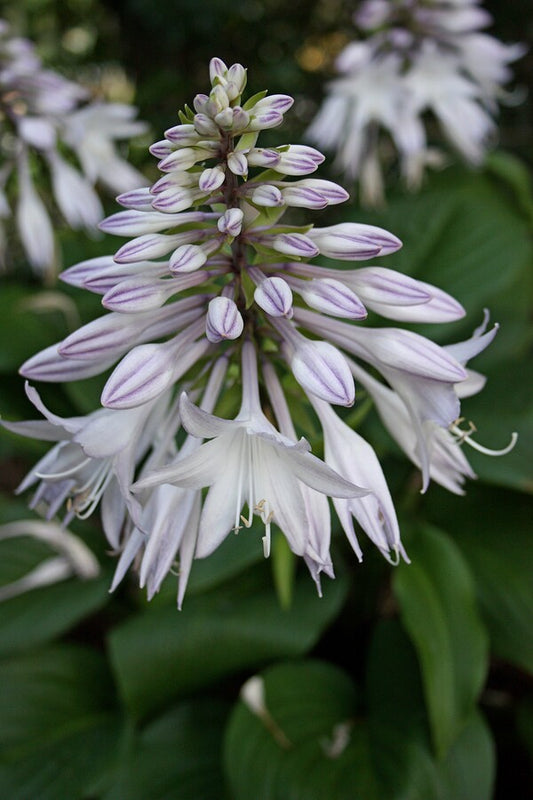 Image of Hosta 'Floramora' taken at Juniper Level Botanic Gdn, NC by JLBG
