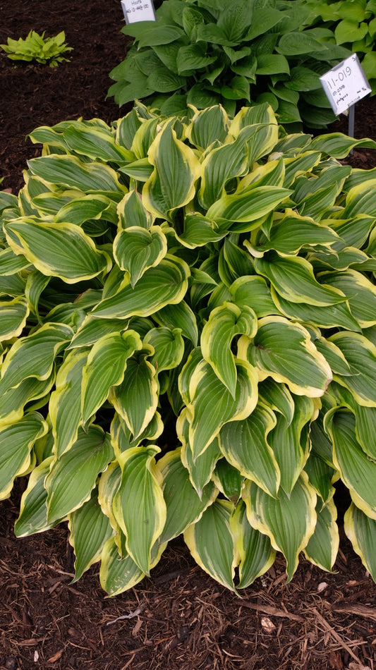 Image of Hosta 'Flower Show' taken at Juniper Level Botanic Gdn, NC by JLBG