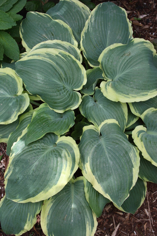 Image of Hosta 'Formal Tuxedo' taken at Juniper Level Botanic Gdn, NC by JLBG