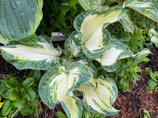 Image of Hosta 'Frog in my Throat' PPAF taken at Walters Gardens, MI by H. Hansen