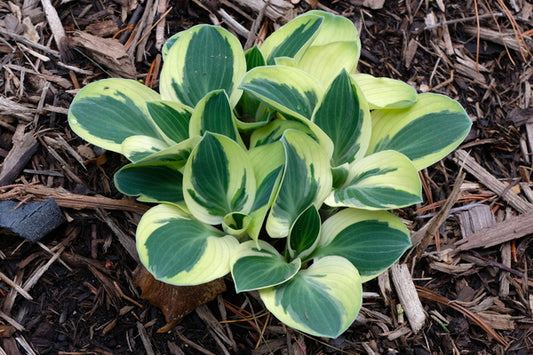Image of Hosta 'Funny Mouse' taken at Juniper Level Botanic Gdn, NC by JLBG