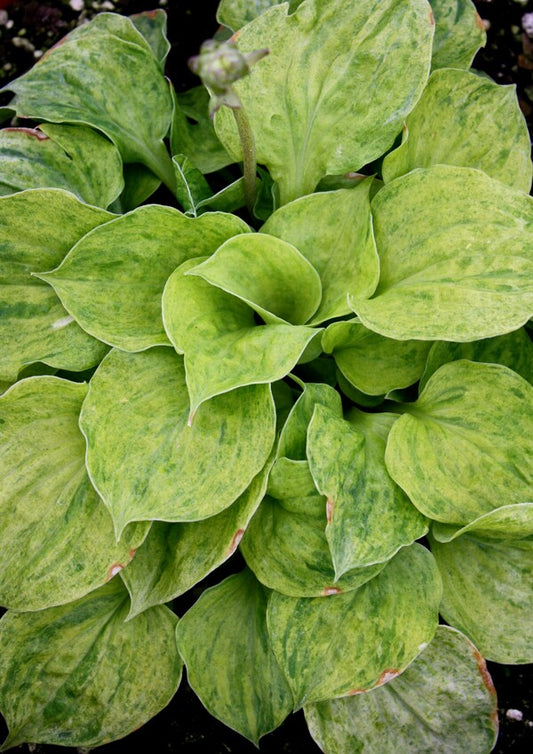 Image of Hosta 'Golden Needles' taken at Walters Gardens, MI by JLBG