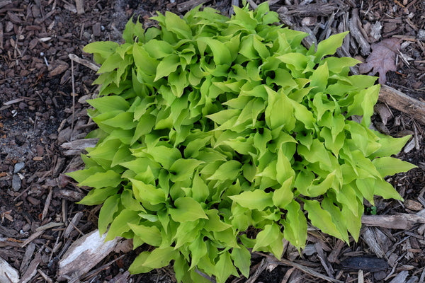 Image of Hosta 'Golden Pixie' taken at Juniper Level Botanic Gdn, NC by JLBG