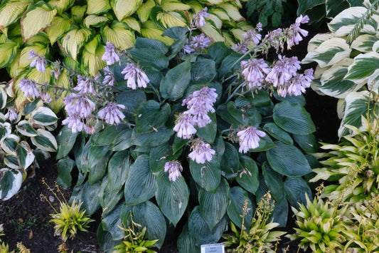 Image of Hosta 'Halcyon' taken at Walters Gardens, MI by JLBG
