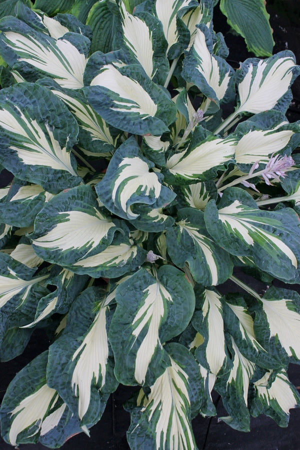 hans house of plants Learn about Hosta 'Hans' | T. Avent 12