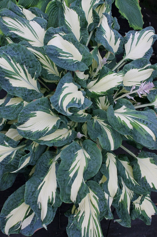 Image of Hosta 'Hans' taken at Walters Gardens, MI