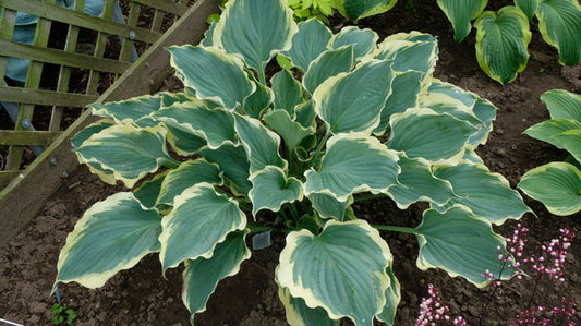 Image of Hosta 'Hope Springs Eternal' PP 33,266 taken at Walters Gardens, MI by JLBG