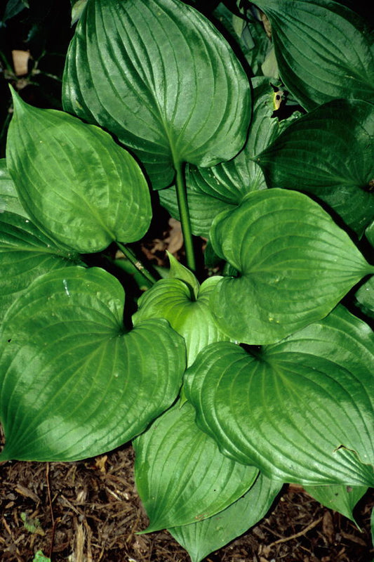 Image of Hosta 'Jolly Green Dwarf' taken at Juniper Level Botanic Gdn, NC by JLBG