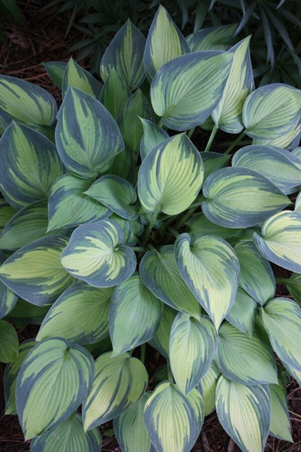 Image of Hosta 'June' taken at H. Hansen Gdn, MN by H. Hansen