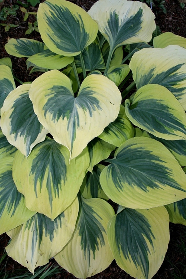Image of Hosta 'Liberty'