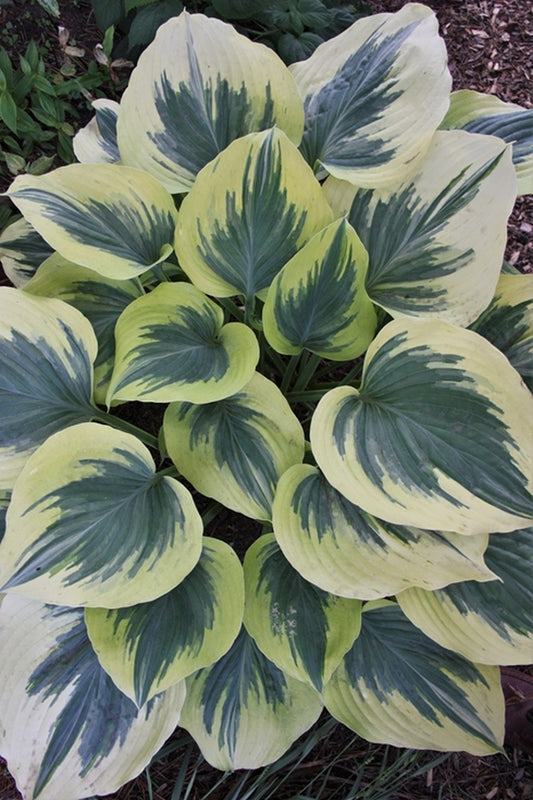 Image of Hosta 'Liberty' taken at Juniper Level Botanic Gdn, NC by JLBG