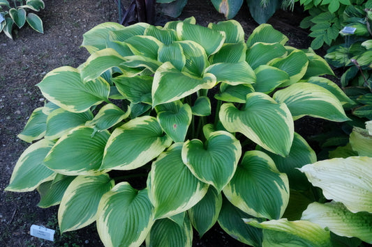 Image of Hosta 'Lone Star' PP 35,234 taken at Walters Gardens, MI by JLBG