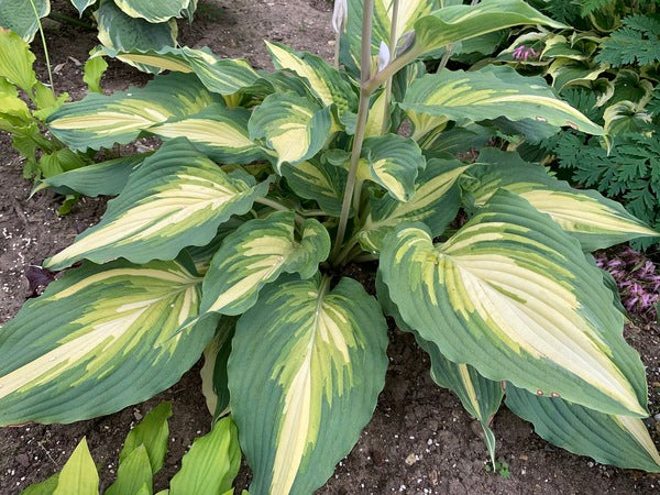 Image of Hosta 'Love Story' PP 34,224 taken at Walters Gardens, MI by H. Hansen