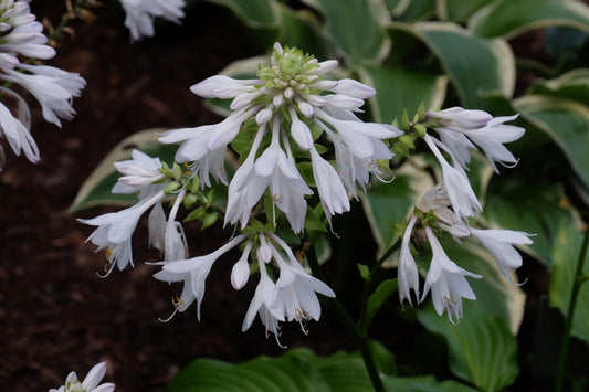 Image of Hosta 'Menorah' taken at Juniper Level Botanic Gdn, NC by JLBG