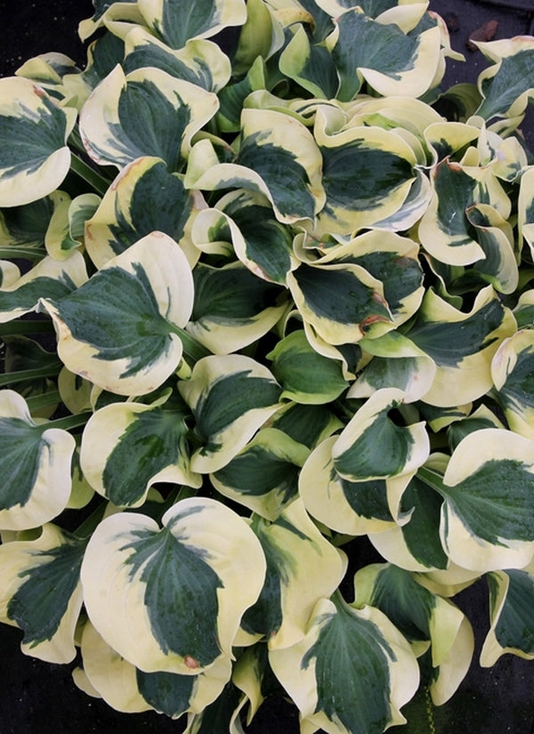 Image of Hosta 'Mini Skirt' PP 26,743 taken at Walters Gardens, MI
