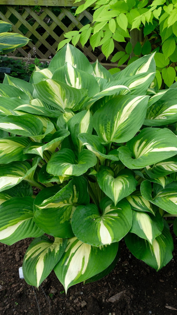 Image of Hosta 'Miss America' PP 32,068 taken at Walters Gardens, MI by JLBG