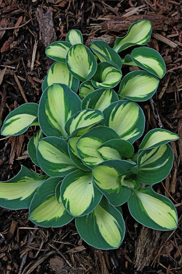 Image of Hosta 'Mouse Trap' taken at Juniper Level Botanic Gdn, NC