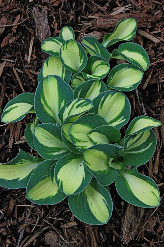 Image of Hosta 'Mouse Trap' taken at Juniper Level Botanic Gdn, NC