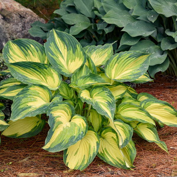 hosta plants Hosta 'My Fair Lady' PP 35,524