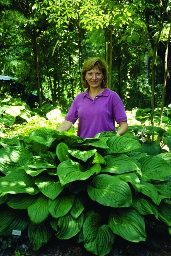 Image of Hosta 'Old Faithful' taken at O. Petryszyn Gdn, IN
