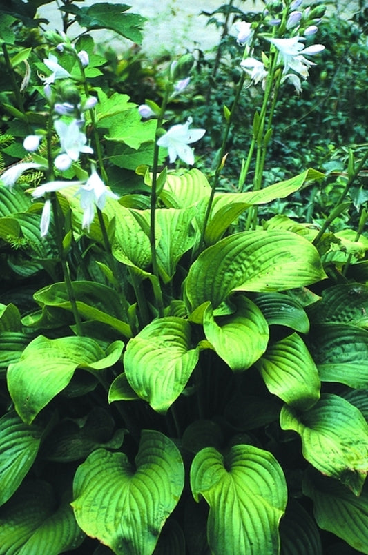 Image of Hosta 'Old Faithful' taken at Juniper Level Botanic Gdn, NC by JLBG