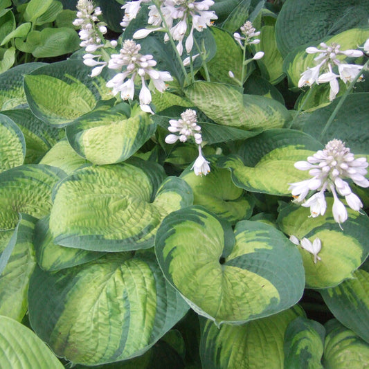 Image of Hosta 'Paradigm' taken at Walters Gardens, MI by Walters Gardens, Inc.