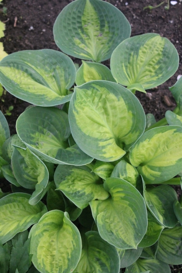 Image of Hosta 'Pocketful of Sunshine' PP 23,709 taken at Walters Gardens, MI