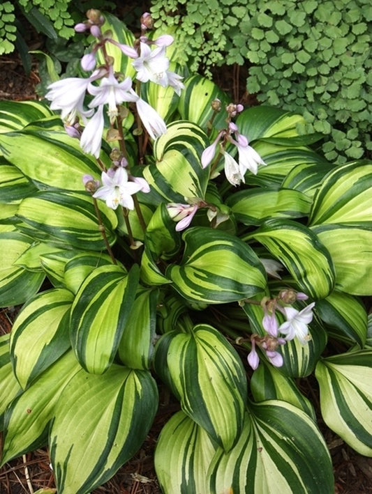 Image of Hosta 'Rainbow's End' taken at Juniper Level Botanic Gdn, NC by JLBG