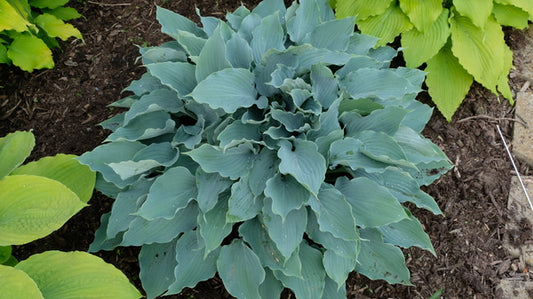 Image of Hosta 'Rippling Brook' taken at Walters Gardens, MI by JLBG