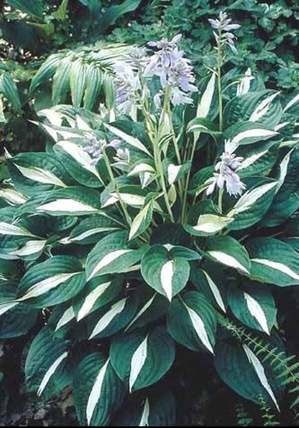 Image of Hosta 'Risky Business' taken at H. Hansen Gdn, MN by H. Hansen