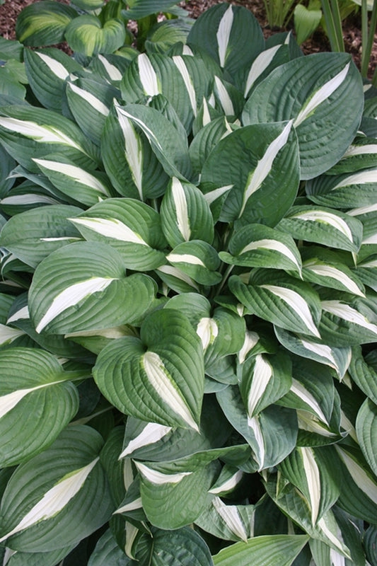 Image of Hosta 'Risky Business' taken at Chopko Gdn, NJ