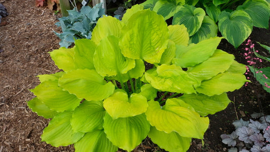 Image of Hosta 'Seasons in the Sun' PP 34,284 taken at Walters Gardens, MI by JLBG