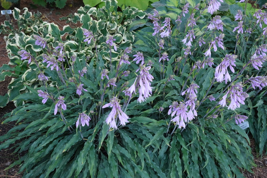 Image of Hosta 'Silly String' PP 32,127 taken at Walters Gardens, MI by JLBG