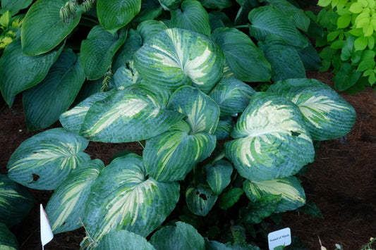 Image of Hosta 'Sound of Music' PP 35,563 taken at Walters Gardens, MI by JLBG