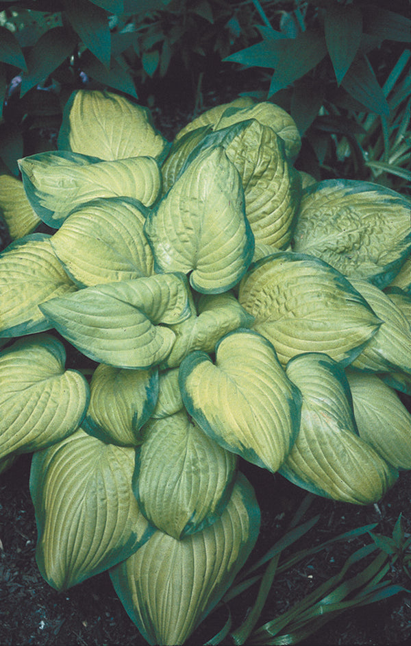 Image of Hosta 'Stained Glass' taken at H. Hansen Gdn, MN by T. Avent